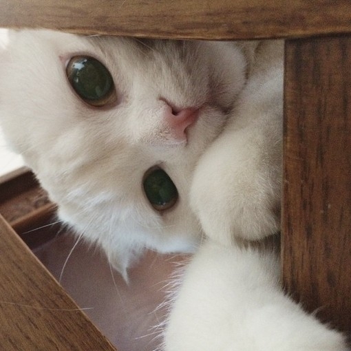 由初：猫的百态