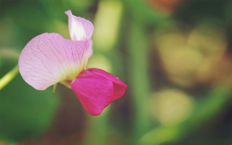 豌豆角花朵高清宽屏壁纸