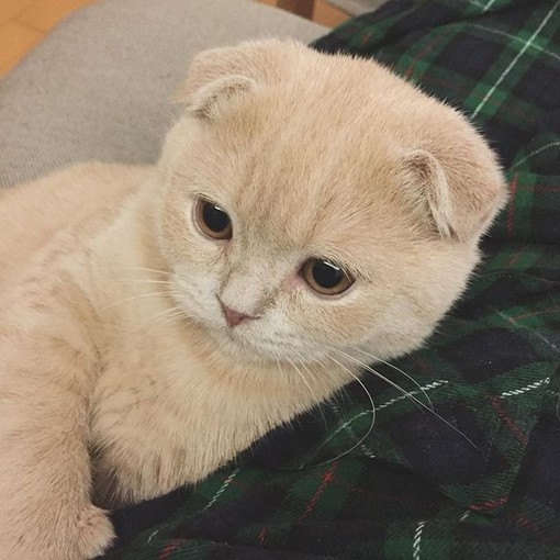 由初：猫的百态