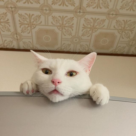 一生只喜猫