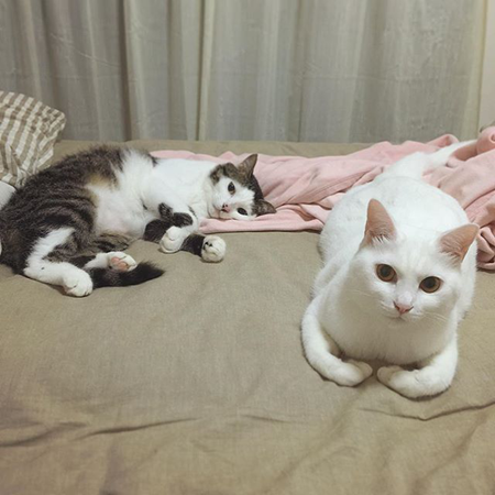 一生只喜猫
