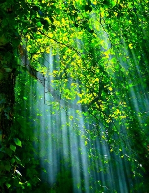 绿色植物清新风景