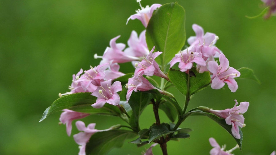 忍冬科锦带花桌面壁纸