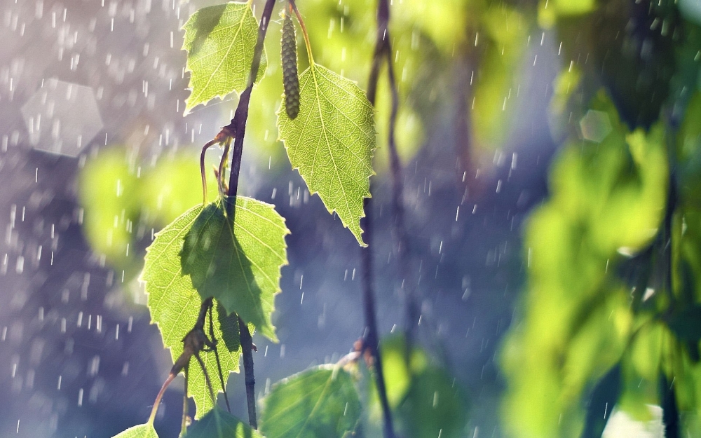 夏日雨中的树叶小清新电脑壁纸