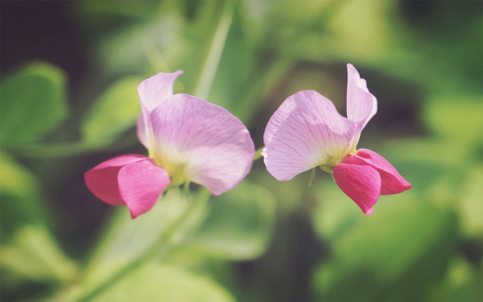 豌豆角花朵高清宽屏壁纸