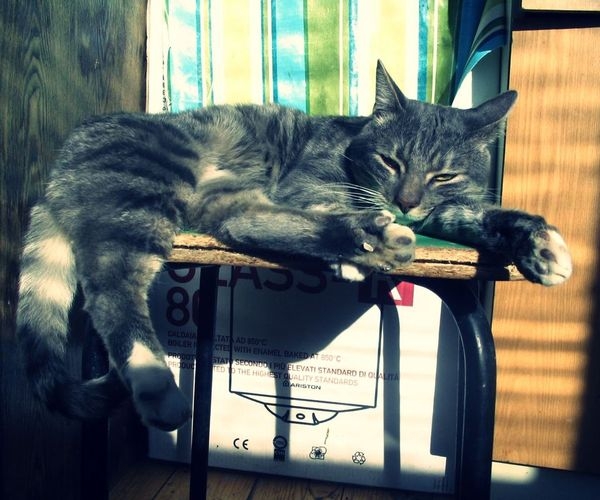 喜欢的关注，猫咪！