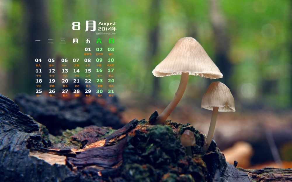2014年8月日历壁纸绿色护眼清新小蘑菇微距写真图片第二辑