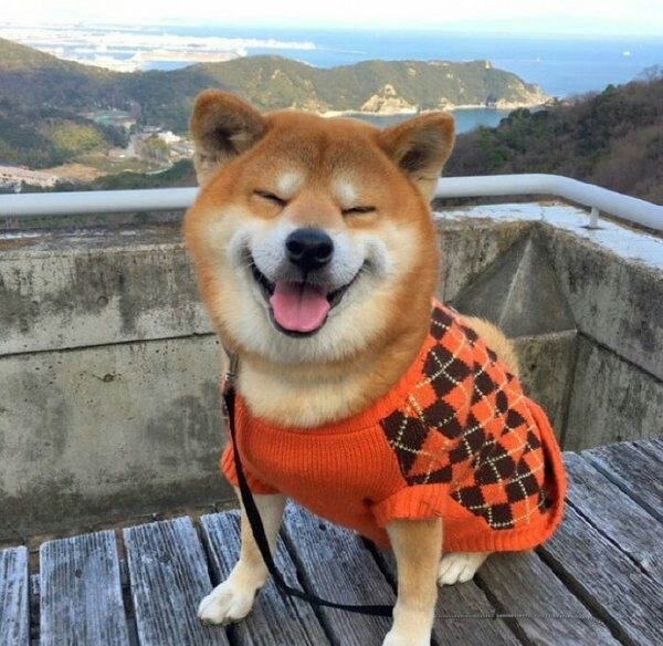愿你余生如它般常欢笑
