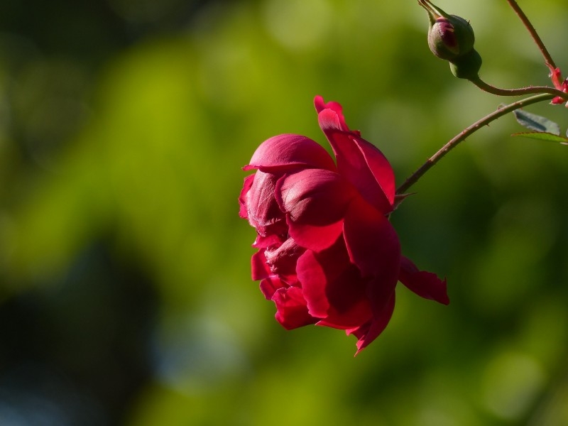 枣红色的月季花图片