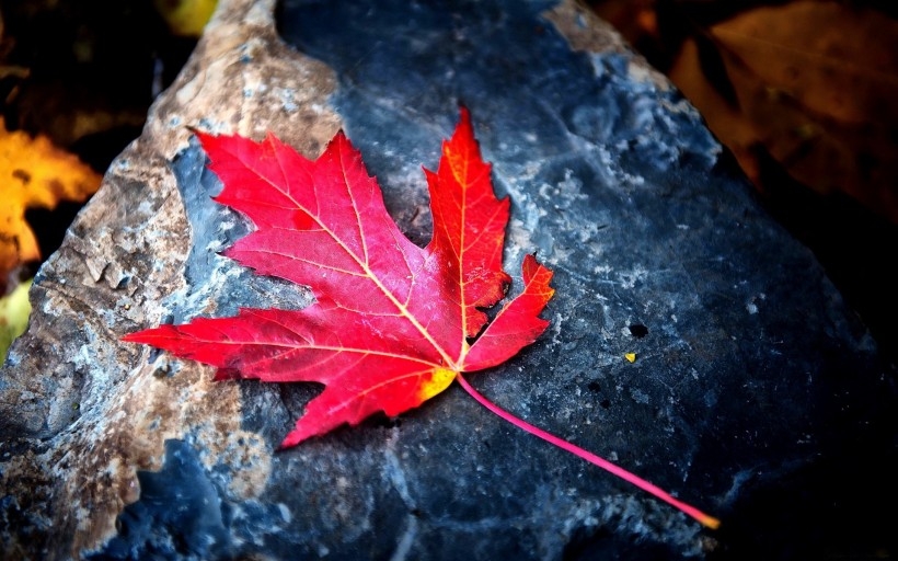 石头上的落叶是那么的鲜艳图片