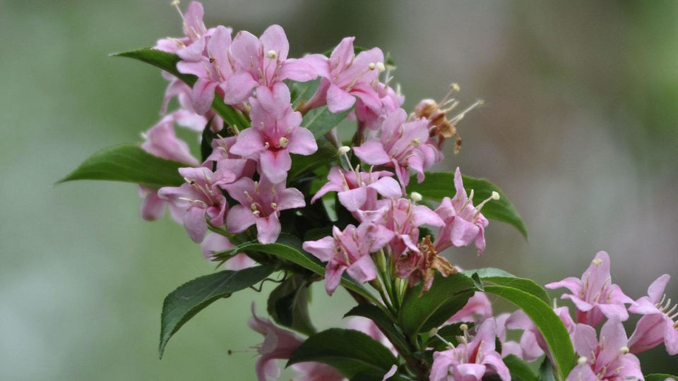 忍冬科锦带花桌面壁纸