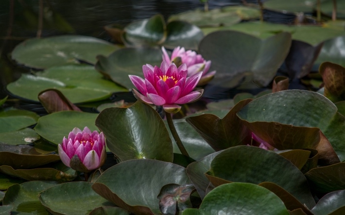 自然鲜花花卉高清壁纸下载