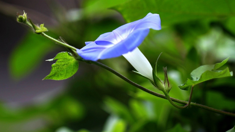 牵牛花高清微距特写图片