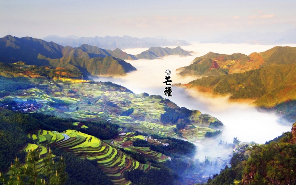 二十四节气之芒种壁纸