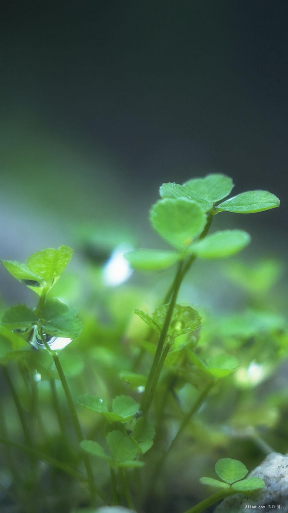 自然植物唯美绿色护眼