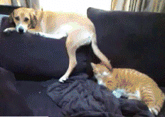 狗狗和猫咪的搞笑gif动态图片