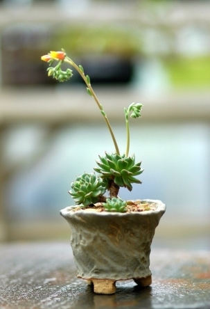 植物图片，清新多肉