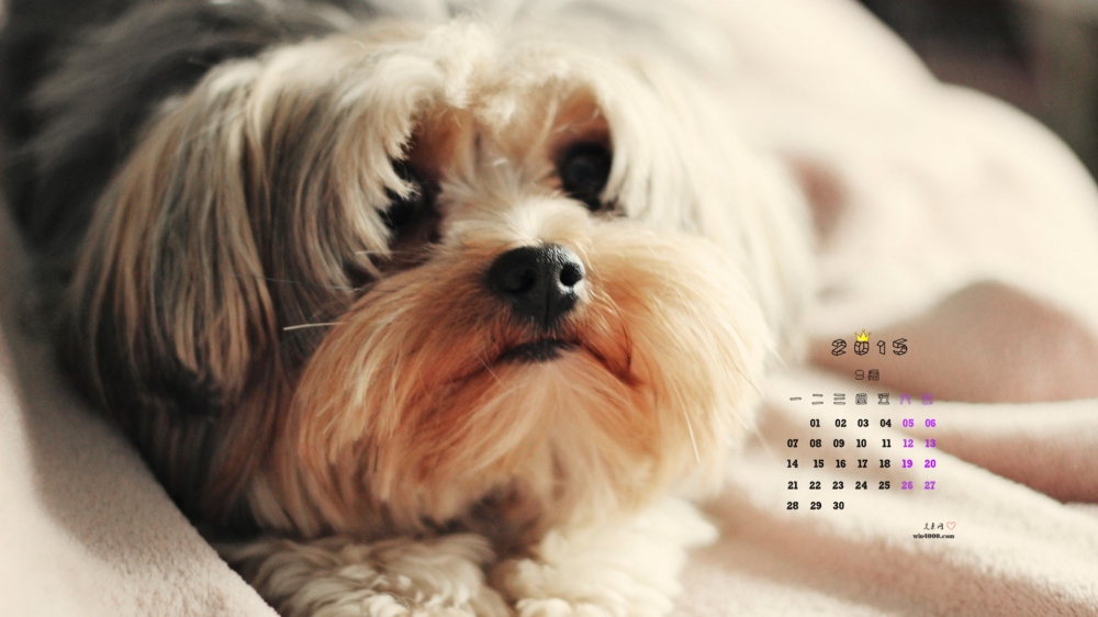 2015年9月日历可爱呆萌的小狗摄影图片高清壁纸
