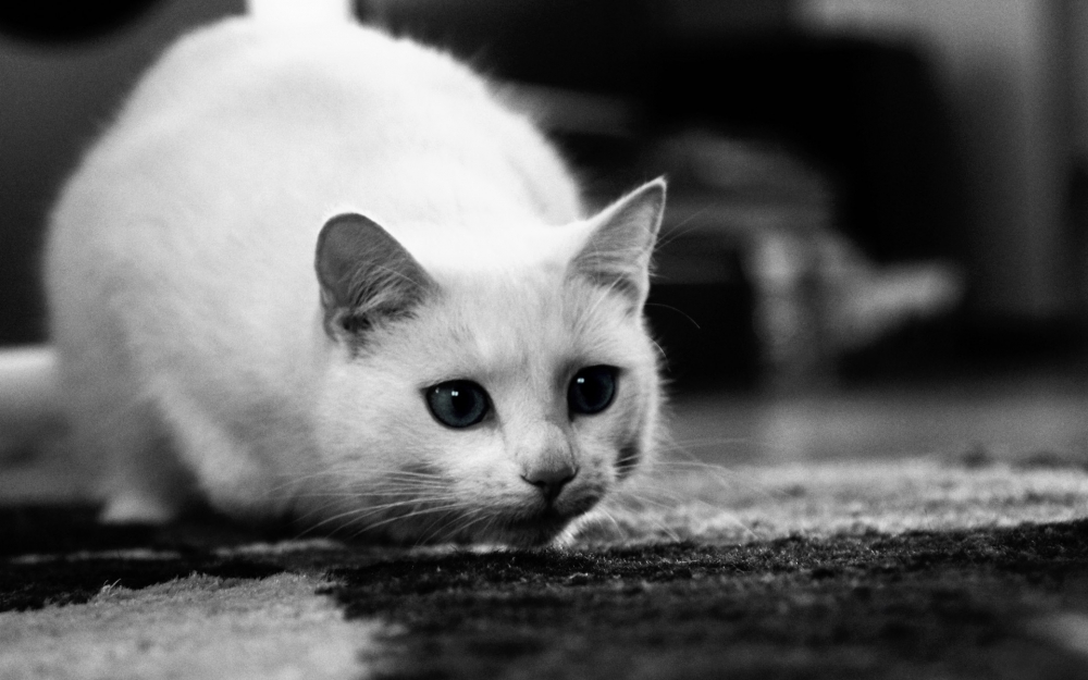 精选可爱的猫咪图片呆萌喵星人玩耍图集高清电脑桌面壁纸第三辑