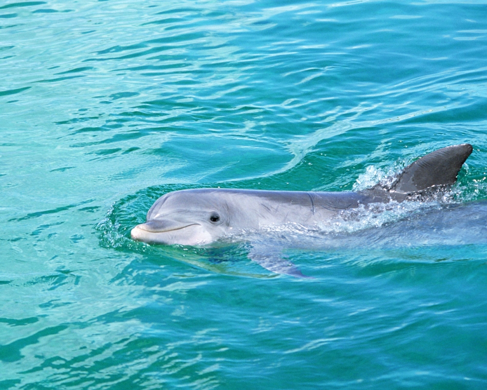 海豚特写 第一辑