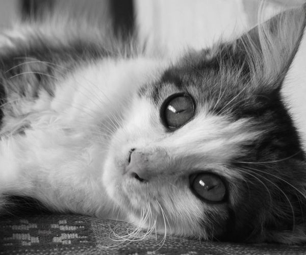 喜欢的关注，猫咪！