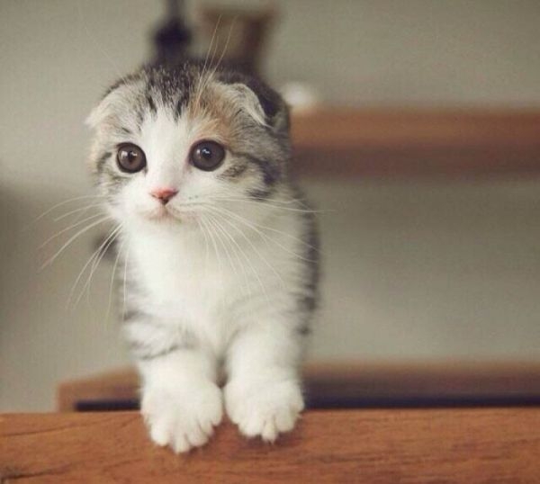 萌萌哒的折耳猫
