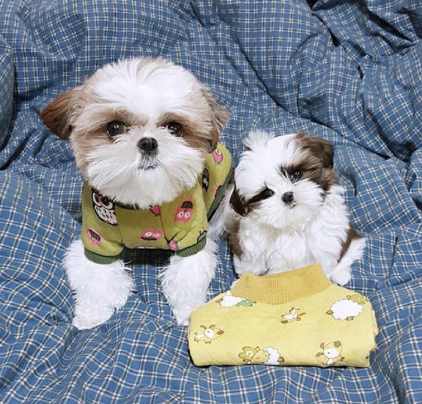 狗狗走一波