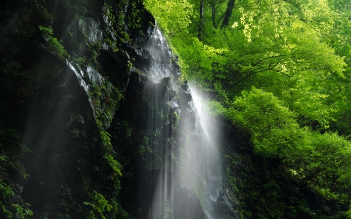 养眼绿色森林山涧风光壁纸