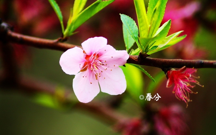 24节气之春分壁纸图片