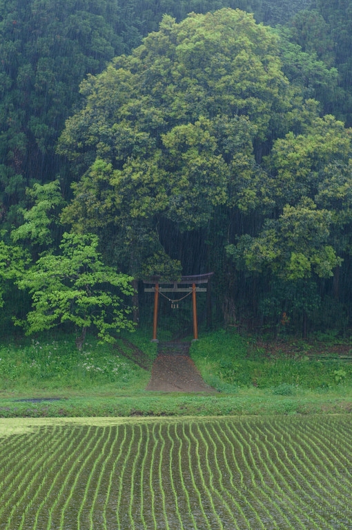 生活在这些绿色清新的地方 日系小清新美图