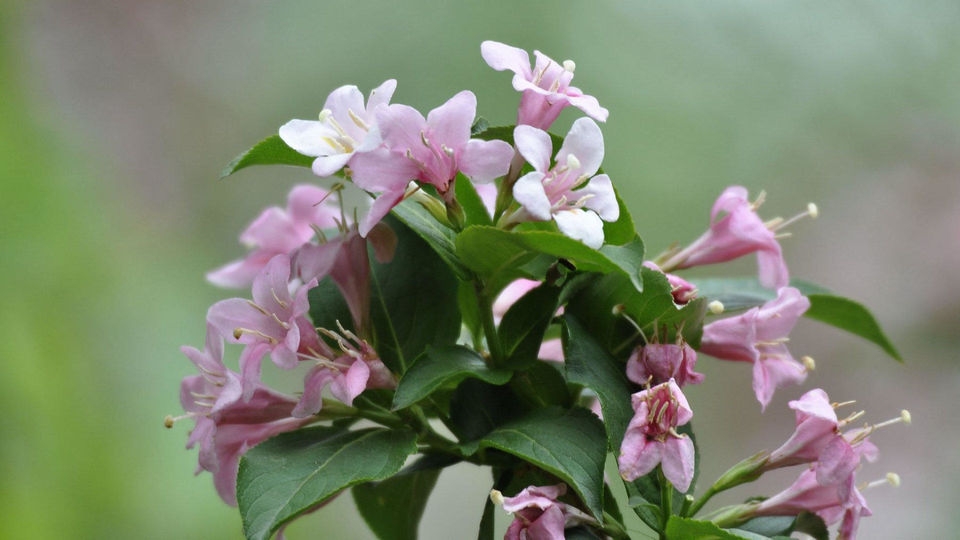 忍冬科锦带花桌面壁纸