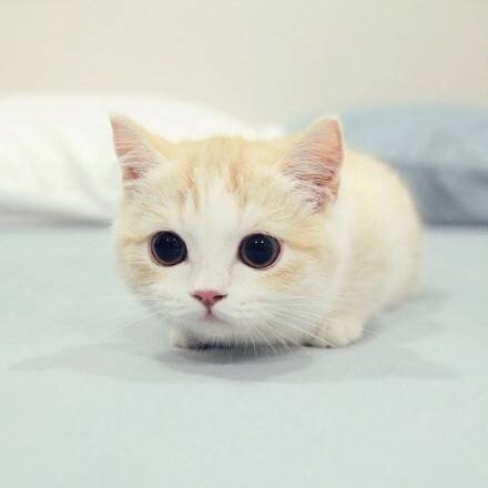 可爱猫咪图片：萌萌的小奶猫