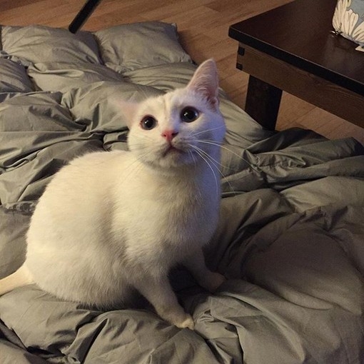 由初：猫的百态