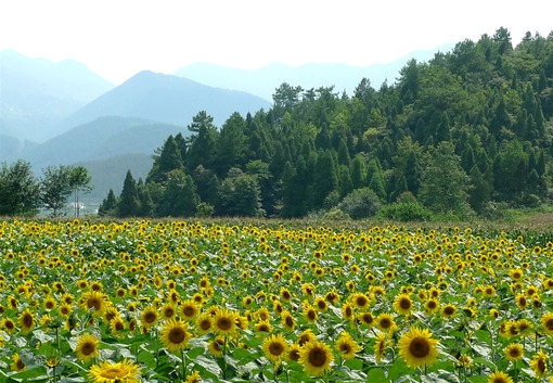 大爱向日葵小清新图 暖暖的向日葵花素材