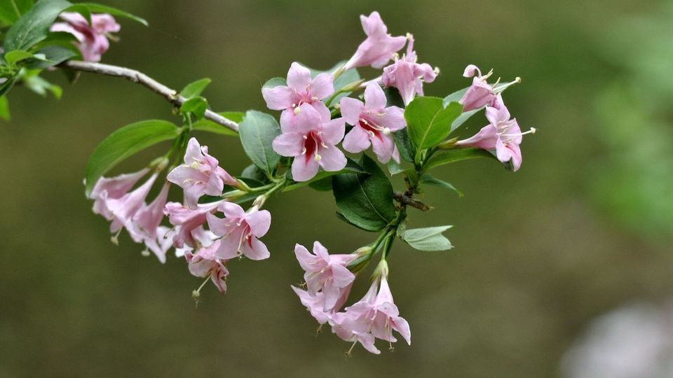 忍冬科锦带花桌面壁纸