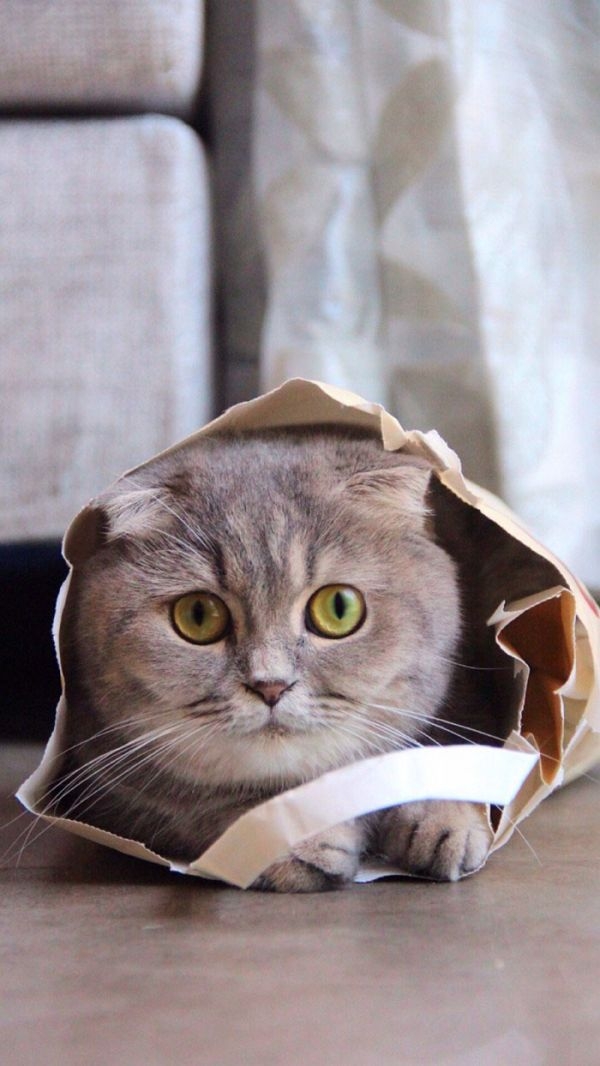萌萌哒的折耳猫