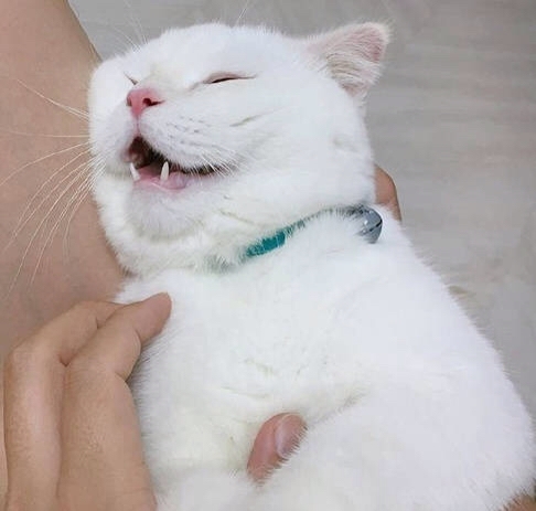 一个整天都很困的肥猫.