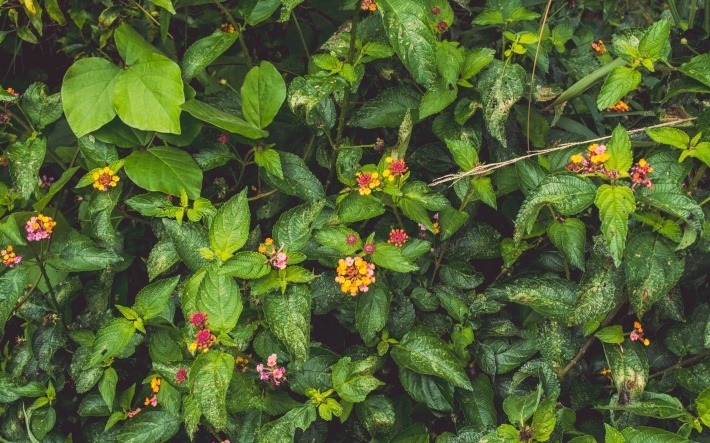 自然鲜花花卉高清壁纸下载