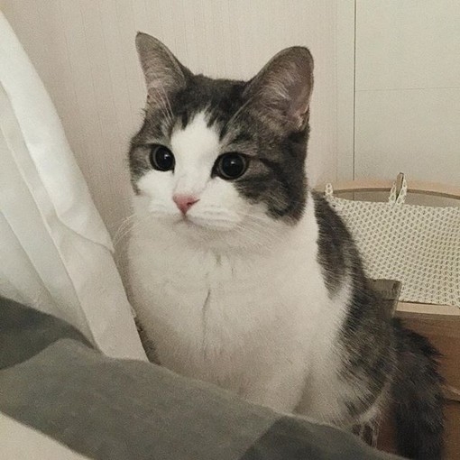 由初：猫的百态