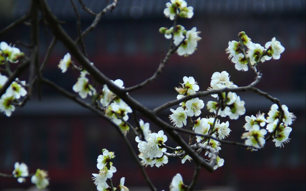 春季植物图片电脑壁纸