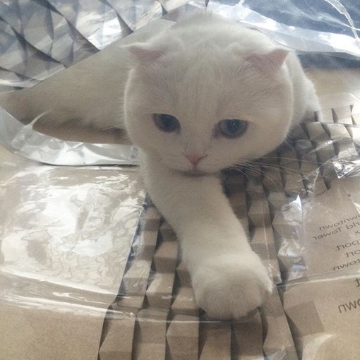 由初：猫的百态