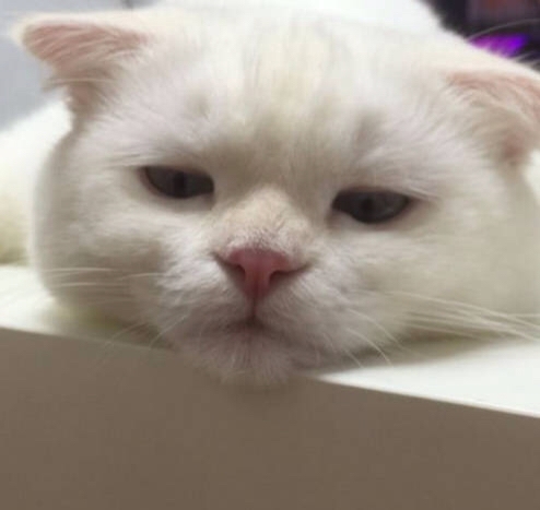 一个整天都很困的肥猫.