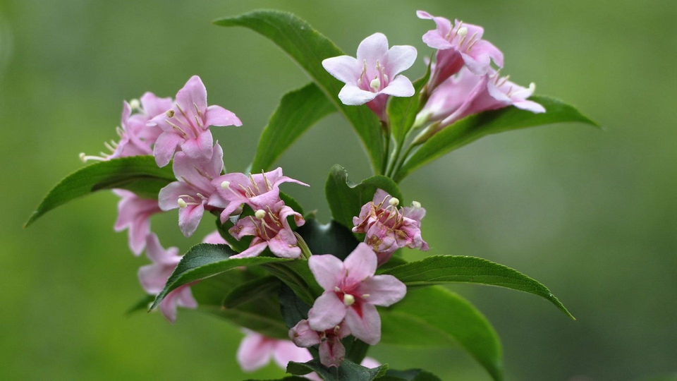 忍冬科锦带花桌面壁纸