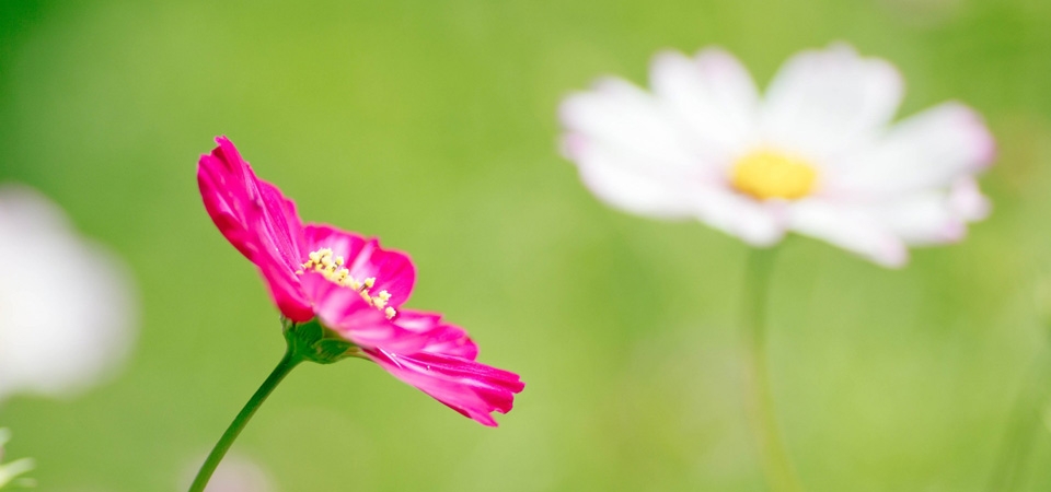 花，粉红色的花，绿色背景，桌面壁纸