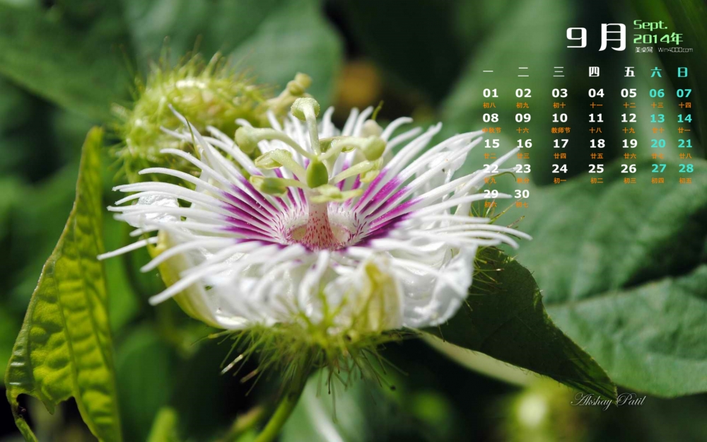 2014年9月日历《印第安花园》花朵官方win8电脑桌面壁纸