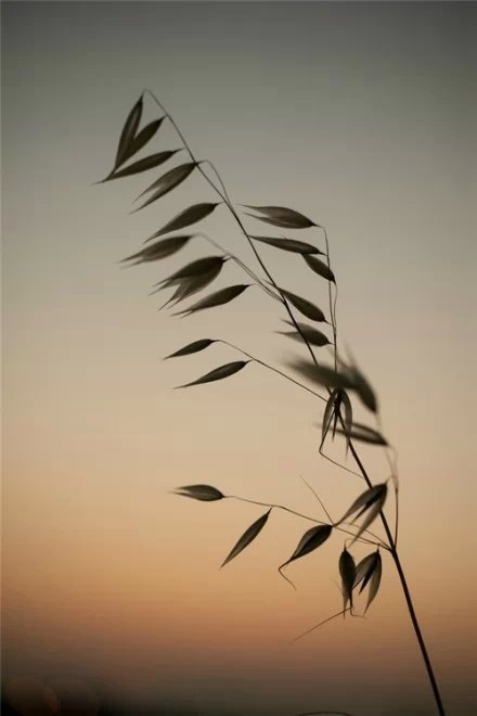 清晨的天空照射下的芦苇唯美意境图片