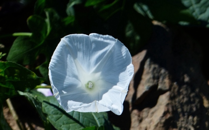 白色牵牛花高清桌面壁纸