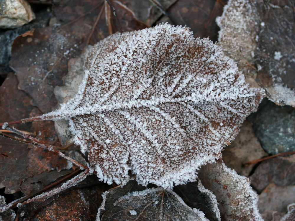 冰雪植物 第二辑