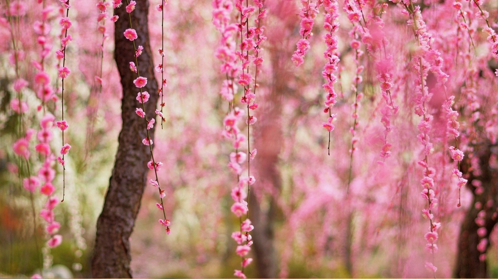 粉色梅花唯美摄影电脑桌面壁纸