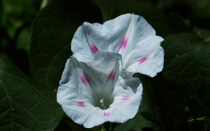 白色牵牛花高清桌面壁纸